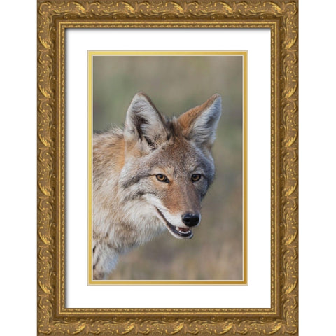 Coyote-Close-up Portrait Gold Ornate Wood Framed Art Print with Double Matting by Archer, Ken