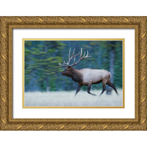Bull Elk on the move Gold Ornate Wood Framed Art Print with Double Matting by Archer, Ken