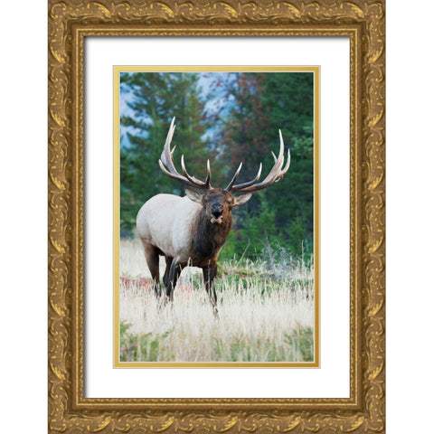 Bull Elk Bugling Gold Ornate Wood Framed Art Print with Double Matting by Archer, Ken