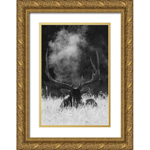 Rocky Mountain Bull Elk-bugling after effects Gold Ornate Wood Framed Art Print with Double Matting by Archer, Ken