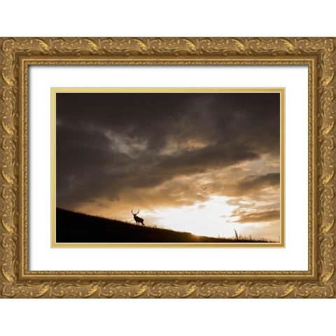 Bull Elk-sunset storm clouds Gold Ornate Wood Framed Art Print with Double Matting by Archer, Ken