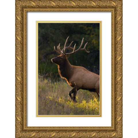 Bull Elk-last sunrays of the day Gold Ornate Wood Framed Art Print with Double Matting by Archer, Ken