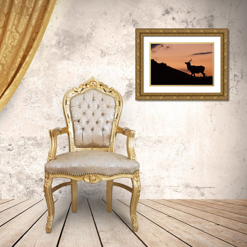 Young Bull Elk-Sunset Silhouette Gold Ornate Wood Framed Art Print with Double Matting by Archer, Ken
