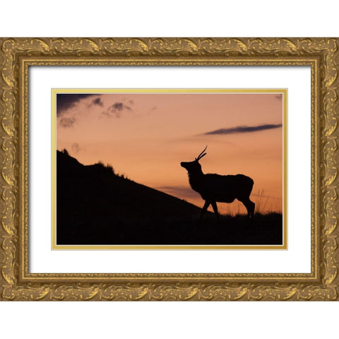 Young Bull Elk-Sunset Silhouette Gold Ornate Wood Framed Art Print with Double Matting by Archer, Ken