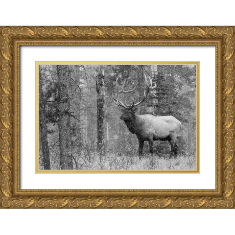 Bull Elk-autumn snow Gold Ornate Wood Framed Art Print with Double Matting by Archer, Ken