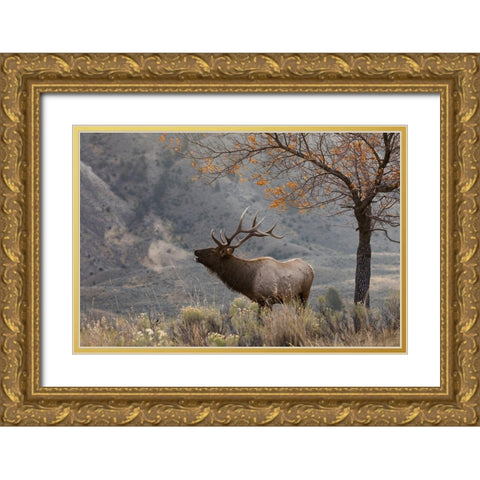 Bull Elk Bugling-morning song Gold Ornate Wood Framed Art Print with Double Matting by Archer, Ken