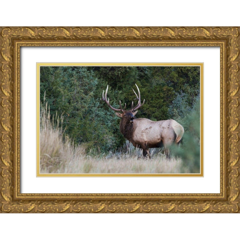 Bull Elk Bugling Gold Ornate Wood Framed Art Print with Double Matting by Archer, Ken