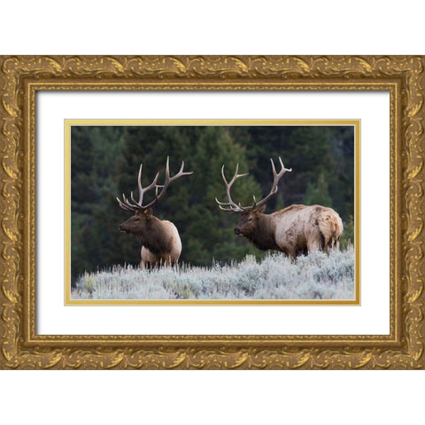 Mature Elk Bulls sizing one another up Gold Ornate Wood Framed Art Print with Double Matting by Archer, Ken