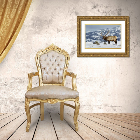 Bull Elk-Winter in the Rockies Gold Ornate Wood Framed Art Print with Double Matting by Archer, Ken