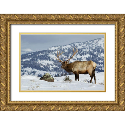 Bull Elk-Winter in the Rockies Gold Ornate Wood Framed Art Print with Double Matting by Archer, Ken