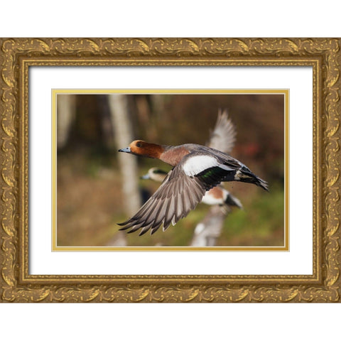 Eurasian Wigeon taking Flight Gold Ornate Wood Framed Art Print with Double Matting by Archer, Ken