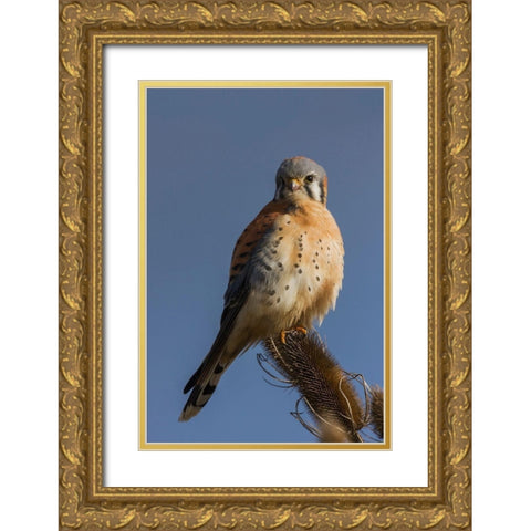 American Kestrel (male) Gold Ornate Wood Framed Art Print with Double Matting by Archer, Ken