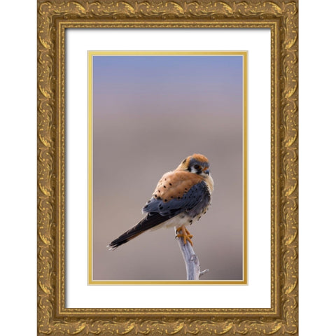 American Kestrel Gold Ornate Wood Framed Art Print with Double Matting by Archer, Ken