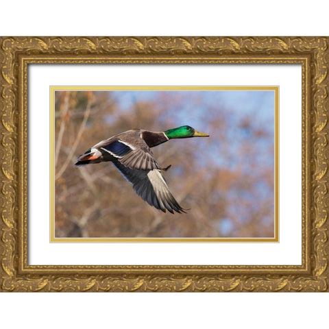 Autumn Mallard Gold Ornate Wood Framed Art Print with Double Matting by Archer, Ken