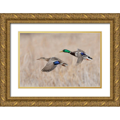 Mallard Duck Pair flying Gold Ornate Wood Framed Art Print with Double Matting by Archer, Ken