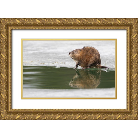 Muskrat-winter foraging from an opening in the ice Gold Ornate Wood Framed Art Print with Double Matting by Archer, Ken