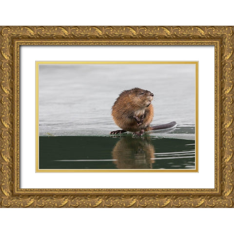 Muskrat-winter foraging Gold Ornate Wood Framed Art Print with Double Matting by Archer, Ken