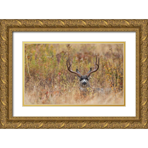 Mule Deer Buck-autumn sprinkle Gold Ornate Wood Framed Art Print with Double Matting by Archer, Ken