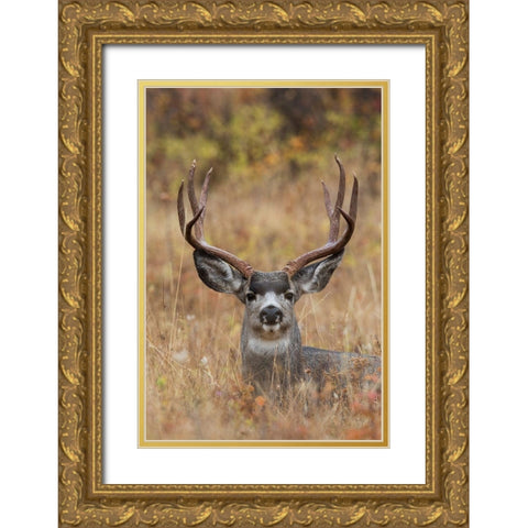 Mule Deer Buck Gold Ornate Wood Framed Art Print with Double Matting by Archer, Ken