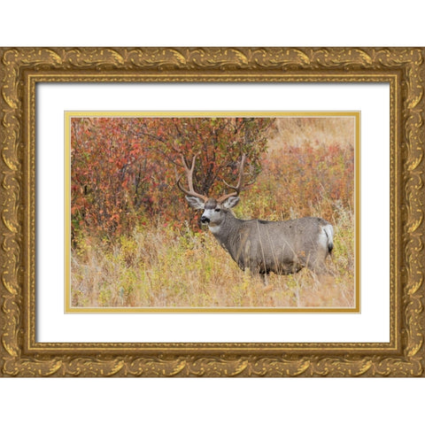 Mule Deer Buck Gold Ornate Wood Framed Art Print with Double Matting by Archer, Ken