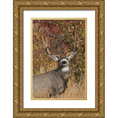 Alert Mule Deer Buck Gold Ornate Wood Framed Art Print with Double Matting by Archer, Ken