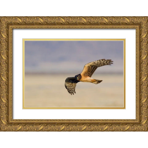 Northern Harrier Hawk (immature) Gold Ornate Wood Framed Art Print with Double Matting by Archer, Ken