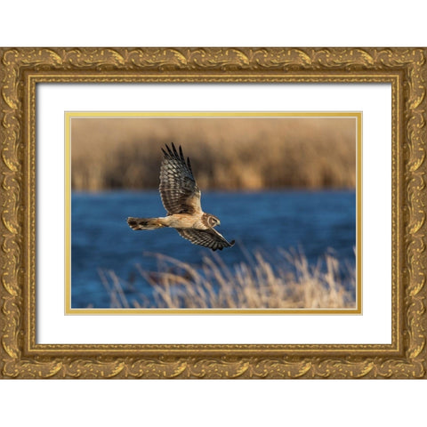 Northern Harrier Hunting Gold Ornate Wood Framed Art Print with Double Matting by Archer, Ken