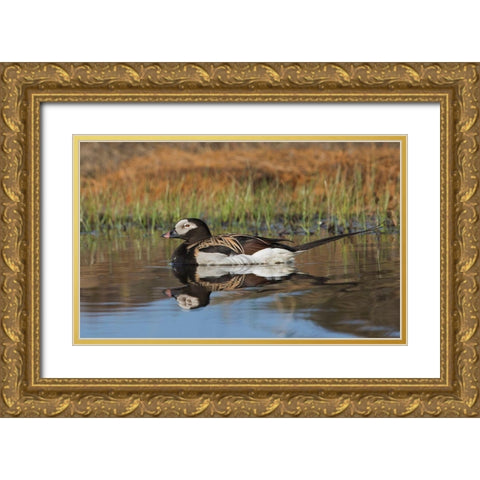 Long-tailed Duck-drake in arctic tundra pond Gold Ornate Wood Framed Art Print with Double Matting by Archer, Ken