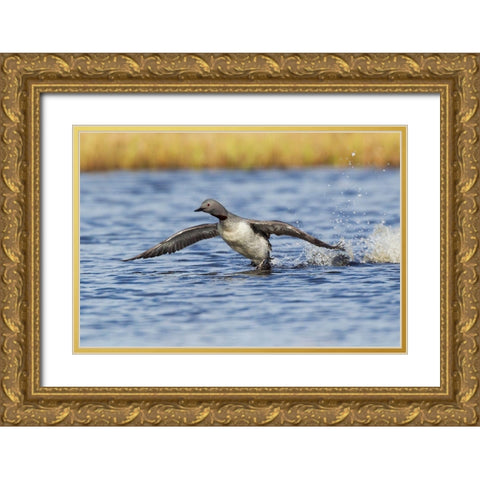 Red-throated Loon-courtship display Gold Ornate Wood Framed Art Print with Double Matting by Archer, Ken