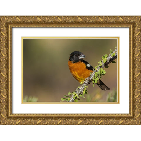 Black-headed grosbeak Gold Ornate Wood Framed Art Print with Double Matting by Archer, Ken