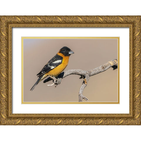 Black-headed grosbeak Gold Ornate Wood Framed Art Print with Double Matting by Archer, Ken