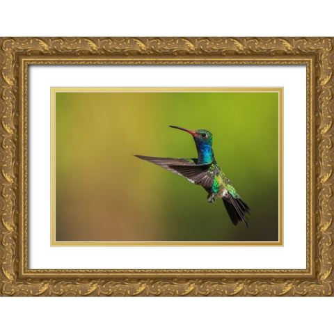 Male broad-billed hummingbird Gold Ornate Wood Framed Art Print with Double Matting by Archer, Ken