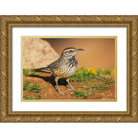 Cactus wren Gold Ornate Wood Framed Art Print with Double Matting by Archer, Ken
