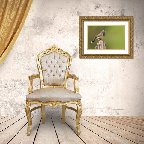 Cactus wren Gold Ornate Wood Framed Art Print with Double Matting by Archer, Ken