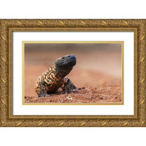 Gila monster Gold Ornate Wood Framed Art Print with Double Matting by Archer, Ken