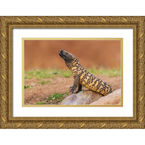 Gila monster drinking water Gold Ornate Wood Framed Art Print with Double Matting by Archer, Ken