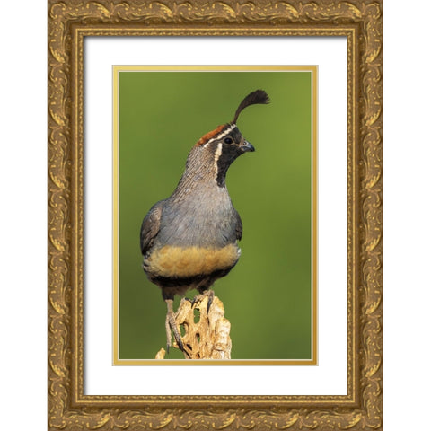 Gambels quail Gold Ornate Wood Framed Art Print with Double Matting by Archer, Ken