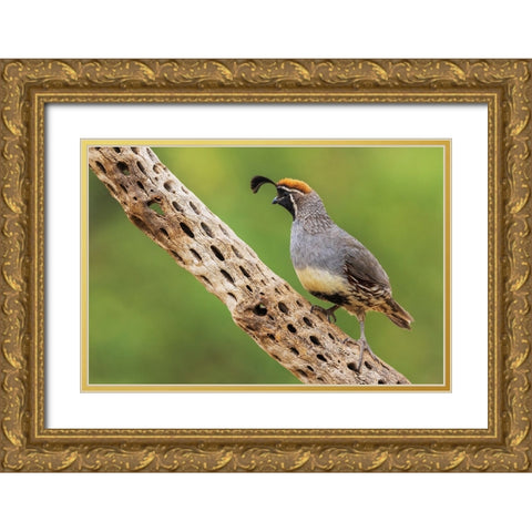 Male Gambels quail Gold Ornate Wood Framed Art Print with Double Matting by Archer, Ken