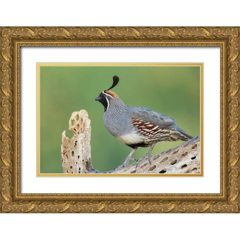 Male Gambels quail Gold Ornate Wood Framed Art Print with Double Matting by Archer, Ken