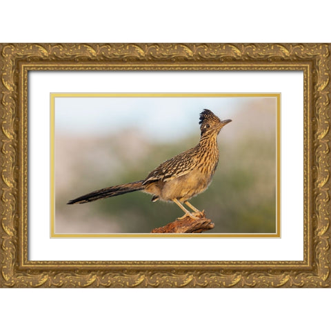 Greater roadrunner Gold Ornate Wood Framed Art Print with Double Matting by Archer, Ken