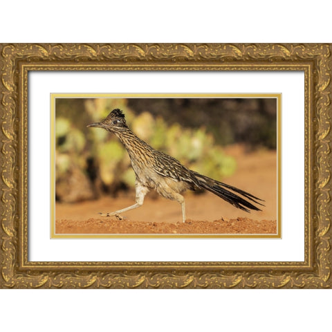 Greater roadrunner on the go Gold Ornate Wood Framed Art Print with Double Matting by Archer, Ken