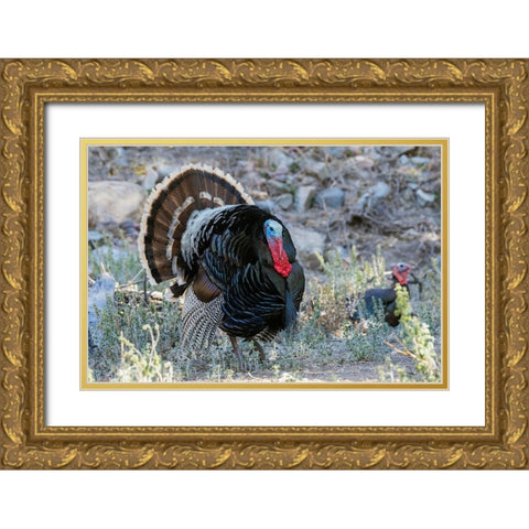 Merriams turkey courtship display Gold Ornate Wood Framed Art Print with Double Matting by Archer, Ken