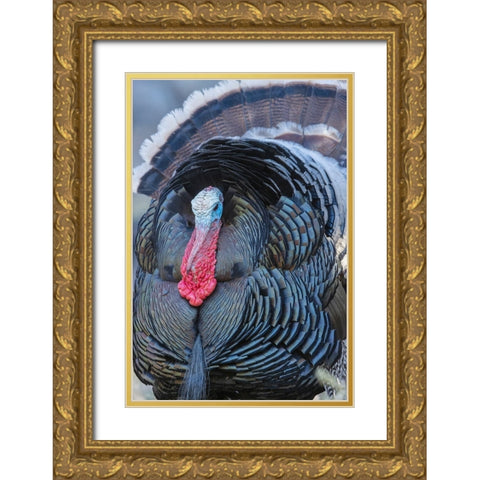 Merriams turkey close-up Gold Ornate Wood Framed Art Print with Double Matting by Archer, Ken