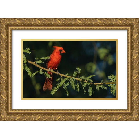 Northern cardinal Gold Ornate Wood Framed Art Print with Double Matting by Archer, Ken