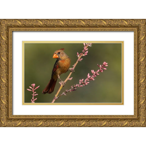 Female northern cardinal Gold Ornate Wood Framed Art Print with Double Matting by Archer, Ken