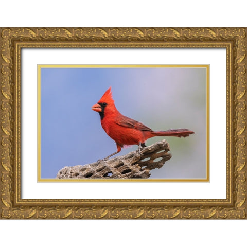 Northern cardinal Gold Ornate Wood Framed Art Print with Double Matting by Archer, Ken