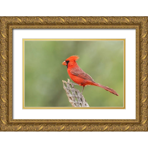 Northern cardinal Gold Ornate Wood Framed Art Print with Double Matting by Archer, Ken