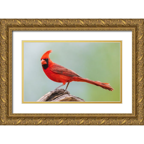 Northern cardinal Gold Ornate Wood Framed Art Print with Double Matting by Archer, Ken