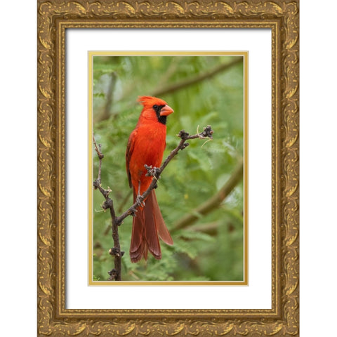 Northern cardinal Gold Ornate Wood Framed Art Print with Double Matting by Archer, Ken