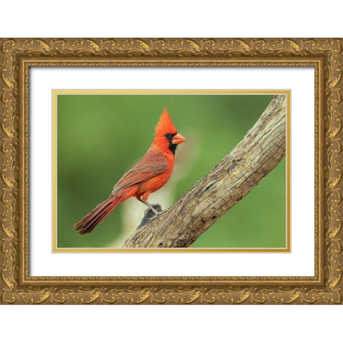 Northern cardinal Gold Ornate Wood Framed Art Print with Double Matting by Archer, Ken